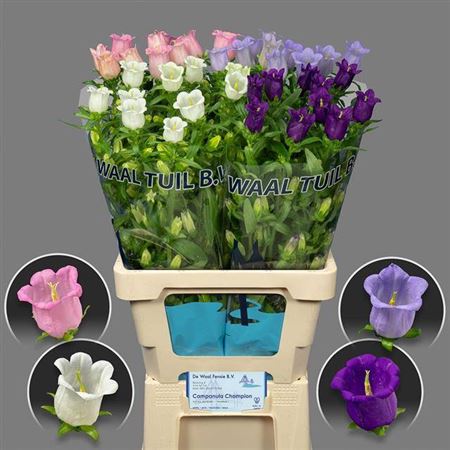 Campanula Medium Mixed