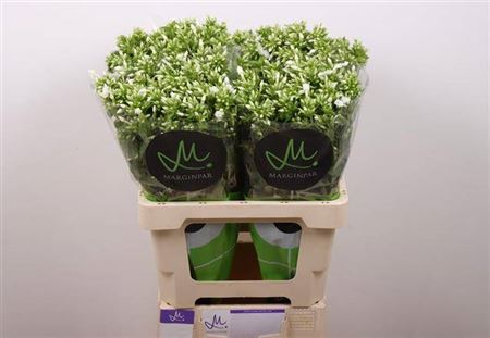 FeedSync:wholesale:f54940e3bc1e20505d459de85e7c3ab360133020