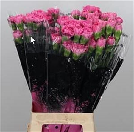 Carnation Standard Golem