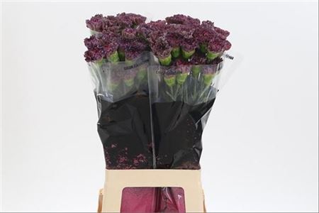 FeedSync:wholesale:61d829a35f9a270794a32df98df1284f14d248d0
