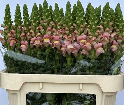 Snapdragon Antibes Pink (10 Stems)