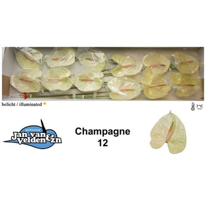 FeedSync:wholesale:ef5c43ae28d71c2c15652154626e048f004dafc1