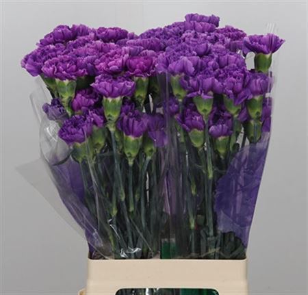 FeedSync:wholesale:bbf4705b409910e2bb254badc3b92c1f593fffd3