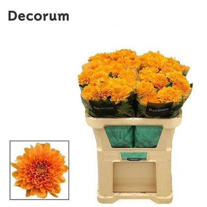 FeedSync:wholesale:85642c0ce676f78f02e42aeefd7903c8391ca2be