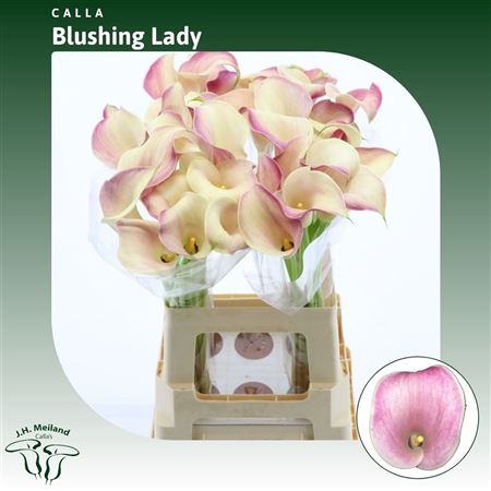 FeedSync:wholesale:f22b6c1f02c6e05ac6744625ad07b24b823fcc2a