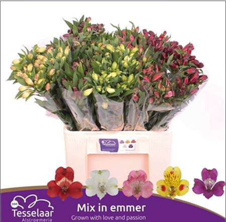 FeedSync:wholesale:4dd78742340a551814083c836b98de86af6e81e3