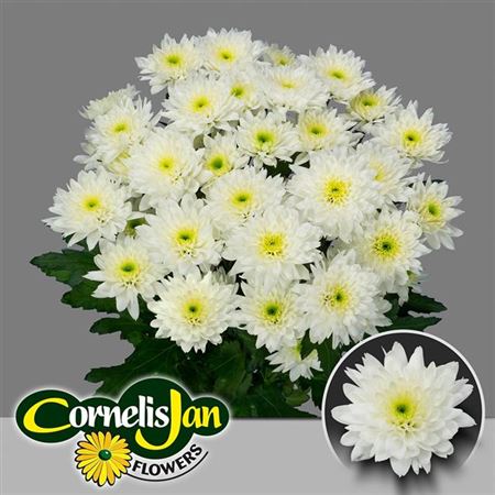 Chrysanthemum Spray Euro White