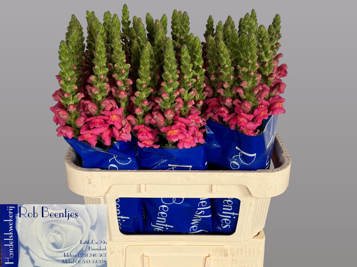 FeedSync:wholesale:303078d5ce53b6d1e1e0e9a3d5a8cd1f69c9a8c9