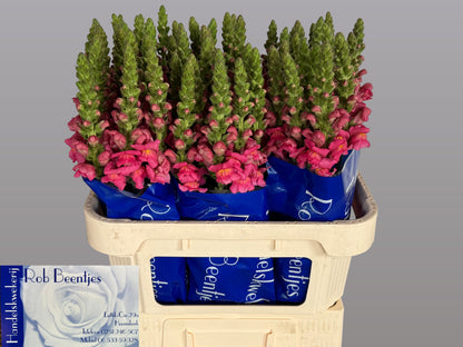 FeedSync:wholesale:303078d5ce53b6d1e1e0e9a3d5a8cd1f69c9a8c9