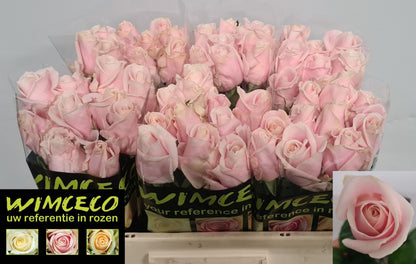 FeedSync:wholesale:a62886fdd3d034fac10a8924f53f5479db3e10eb