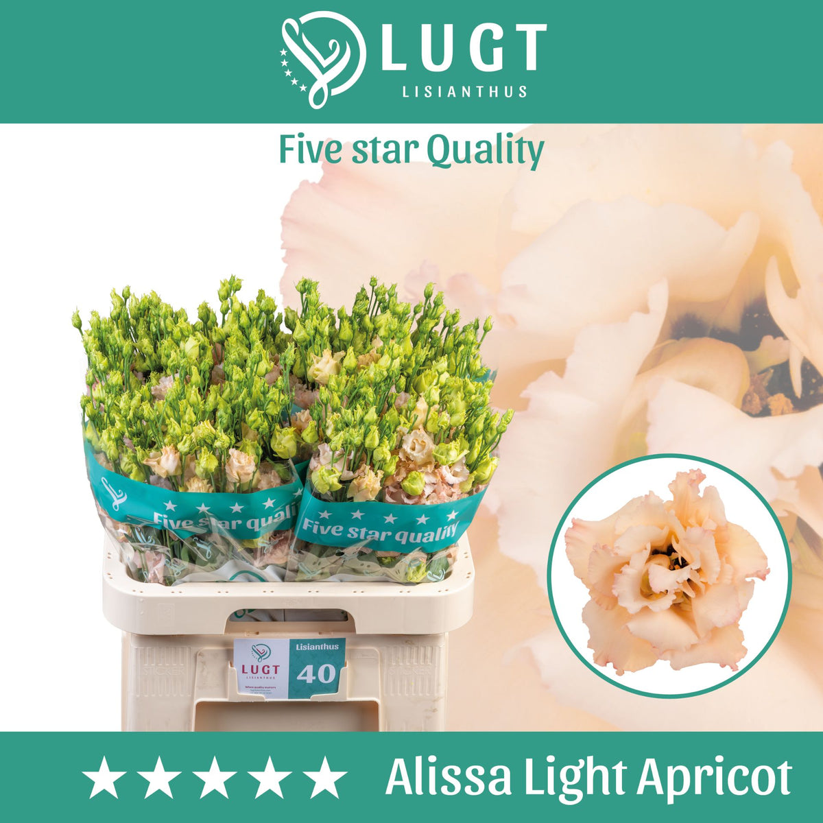 Eustoma Alissa Light Apricot (10 Stems)