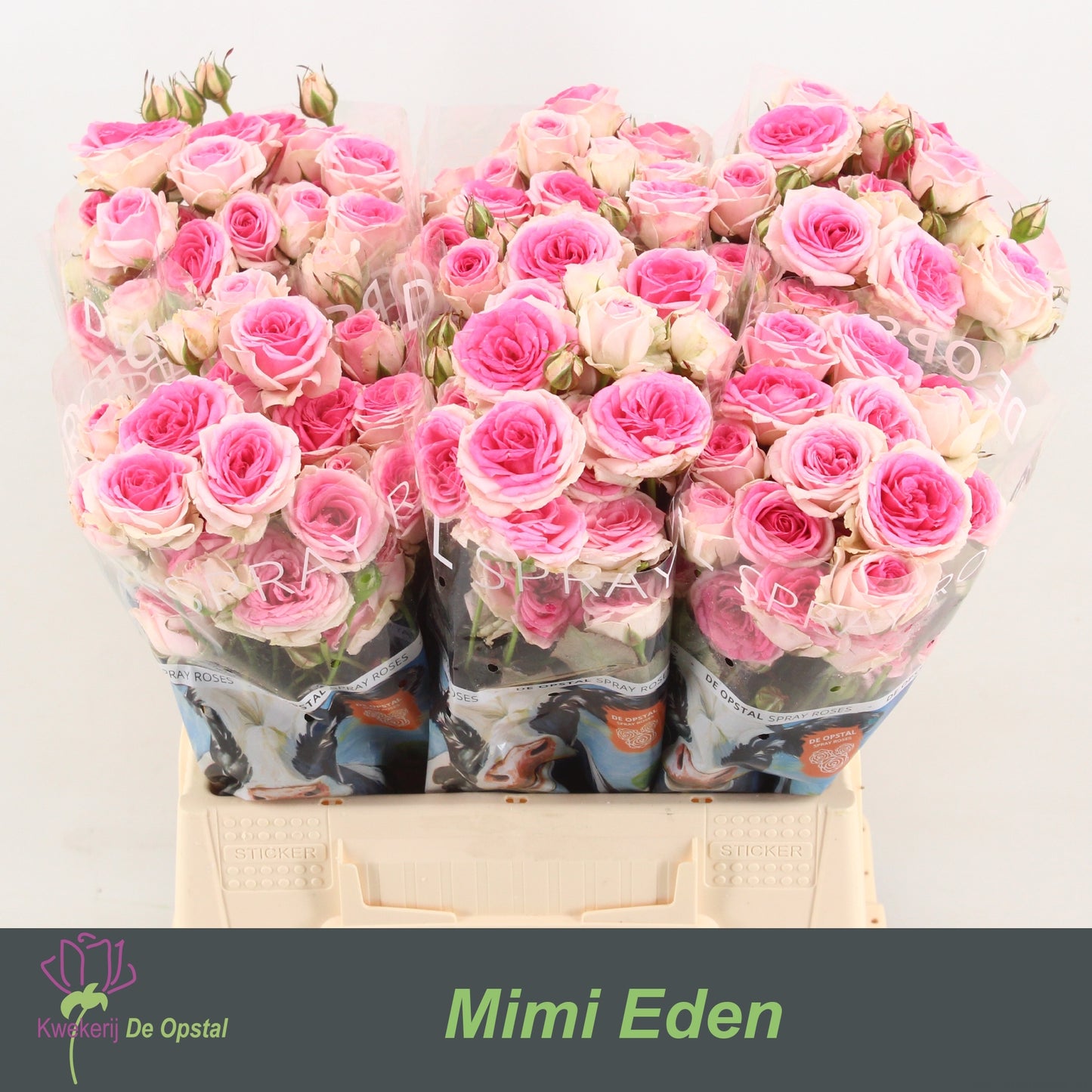 Spray Rose - Rosa - Mimi Eden
