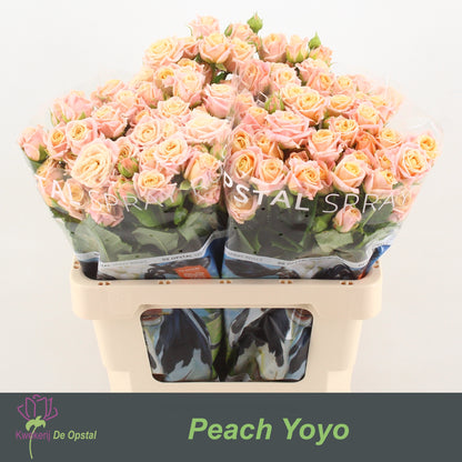 FeedSync:wholesale:7d6176dc8f66d95ca4346ef6c007d981ae7a784c