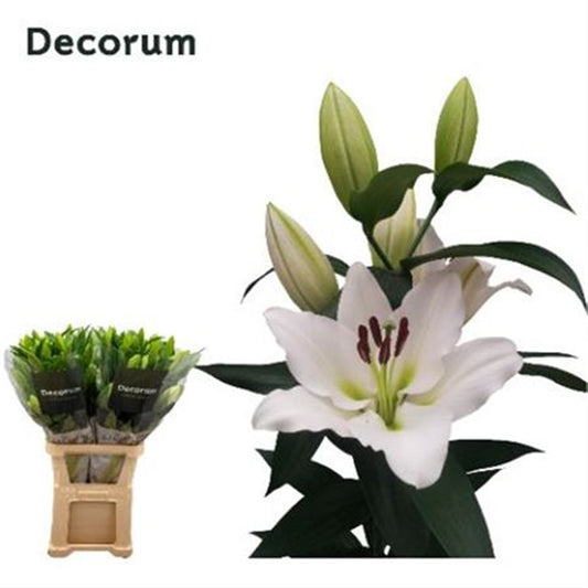Lily Ot Tisento 3+