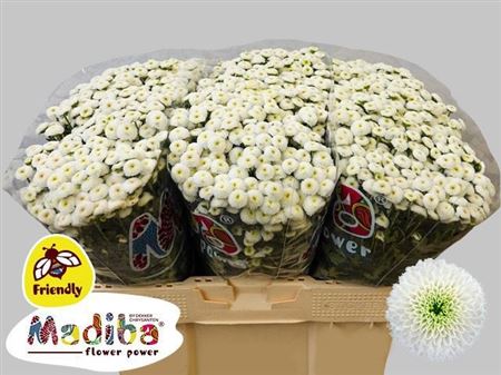 Santini Chrysanthemum - Chrysanthemum - Deklumie White