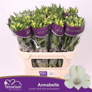 Alstroemeria - Alstroemeria - Tesanna