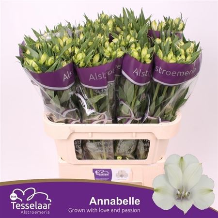 Alstroemeria - Alstroemeria - Tesanna