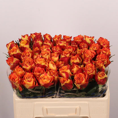 Rose - Silantoi