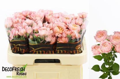 FeedSync:wholesale:2f9a790b1624a1c6b542704f333a28f6506cad66
