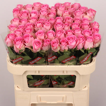 Rose Revival