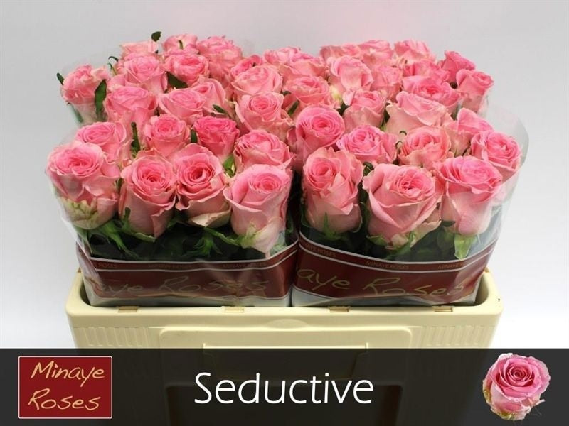 FeedSync:wholesale:04d99c4edd83180c83d9b71898ee2ec8fa7b492e