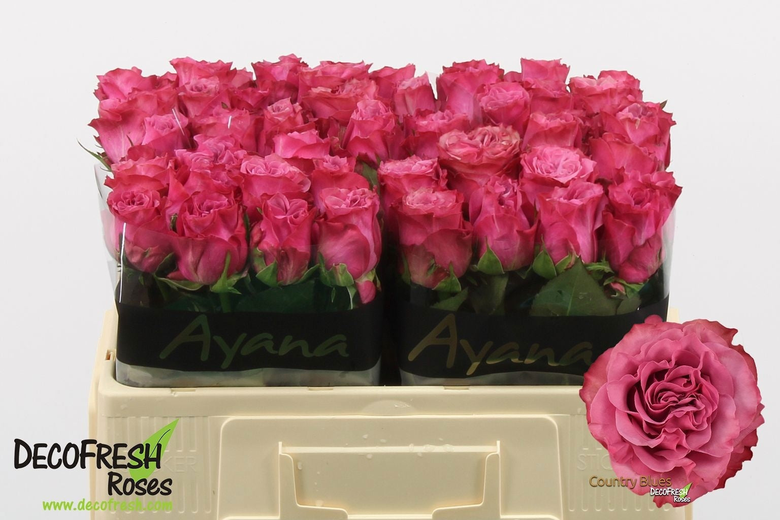 Rose Country Blues (20 Stems)