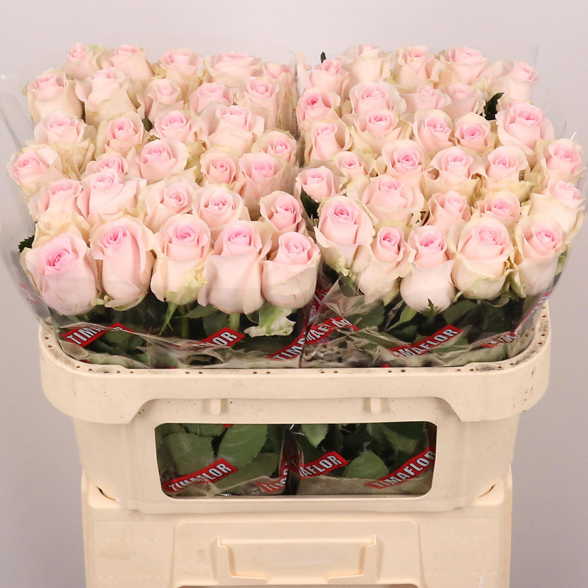 FeedSync:wholesale:07a6007dc38026434cdf0859314853da89af14c8