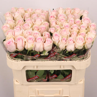 FeedSync:wholesale:07a6007dc38026434cdf0859314853da89af14c8