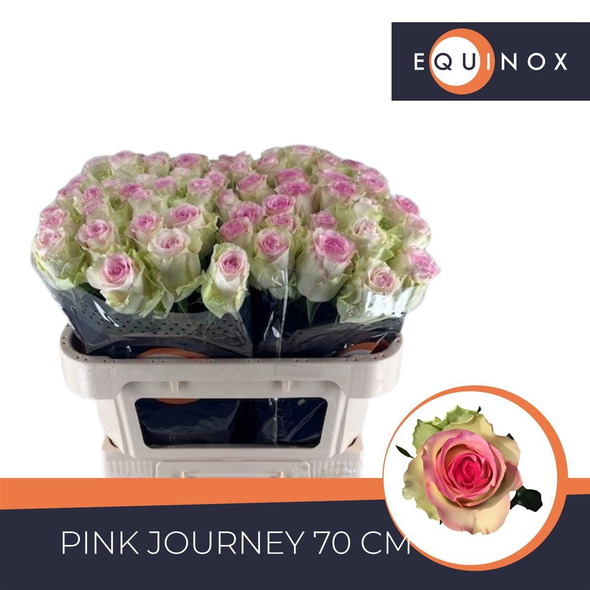 Rose - Rosa - Pink Journey