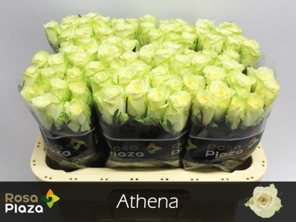 FeedSync:wholesale:3c11b891bfe1fae318bda7de06479ea278fa121e
