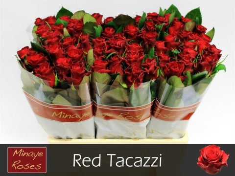 Rose - Rosa - Red Tacazzi+