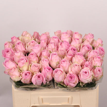 Rose Heidi