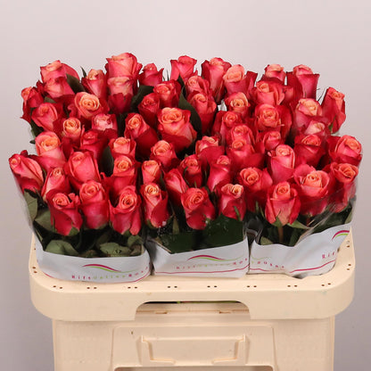 Rose - Rosa - Helene
