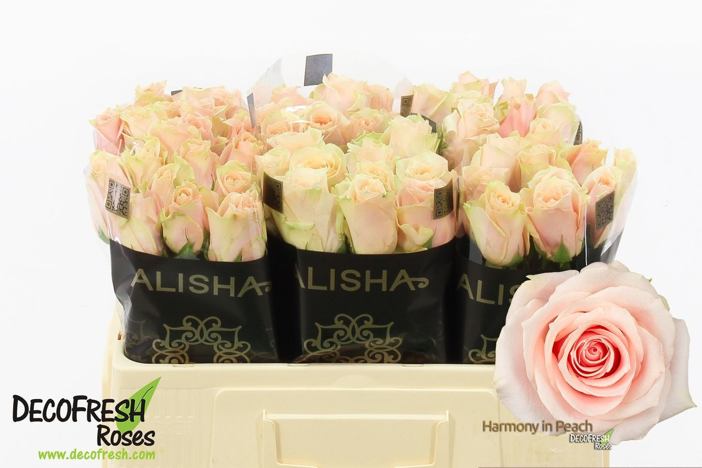 Rose Harmony Peach