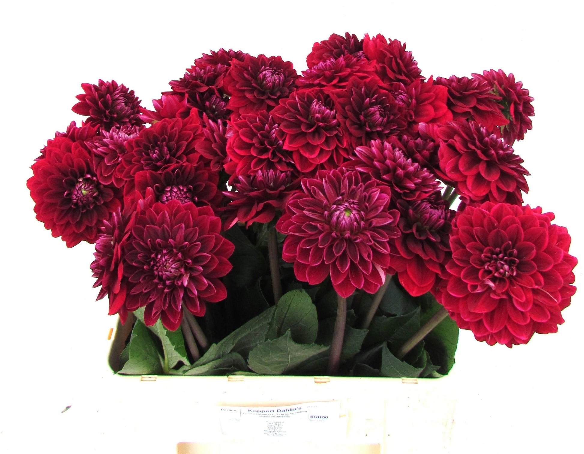 Red Runner Dahlia Stems – 60cm