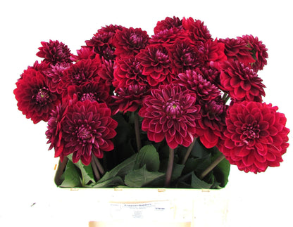 Red Runner Dahlia Stems – 60cm