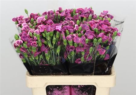Spray Carnation - Dianthus - Bono