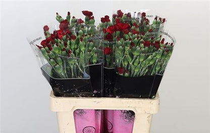 Spray Carnation - Dianthus - Solomio Edo