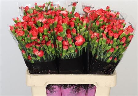 Spray Carnation - Dianthus - Clif