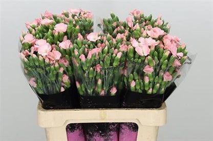 Spray Carnation - Dianthus - Solomio Cas
