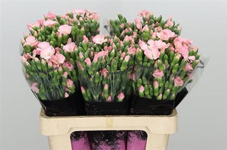 Spray Carnation - Dianthus - Solomio Cas