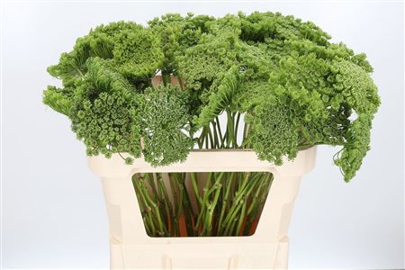 FeedSync:wholesale:4b18f13be7573687804974bd4b541433a3bf5c7f