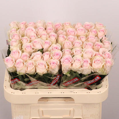 FeedSync:wholesale:93a9cd1324f9beaed0dbc1fa956d684bdcee897d