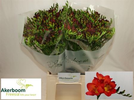 Freesia Fireball