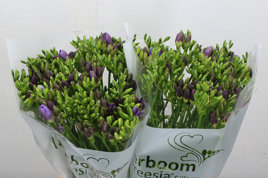 Freesia Indigo Beach