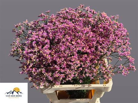 Limonium - Limonium sinense - Hildiaanouch