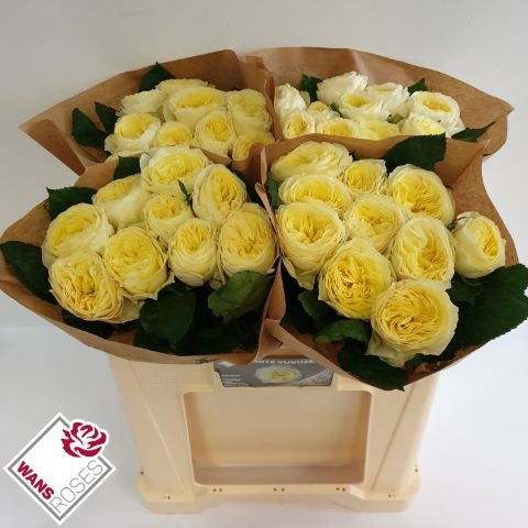 Rose - Rosa - White Vuvuzela