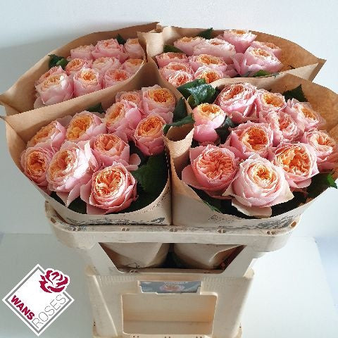 FeedSync:wholesale:a36b57503879a16241d4552341dcc1c0ab3d4b57