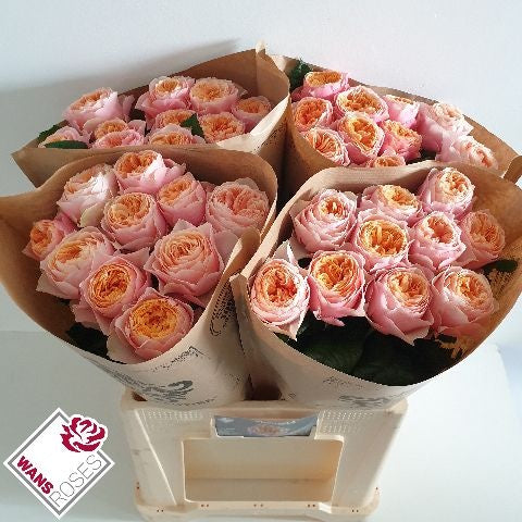 FeedSync:wholesale:996dae320441049867b405ee4b97597f9a02c831