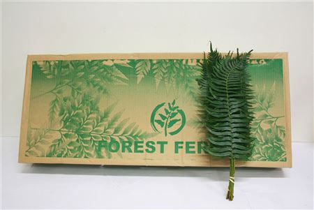 FeedSync:wholesale:2f7ac091f7e4359d1e490c90ef0c0ce146ecd82e